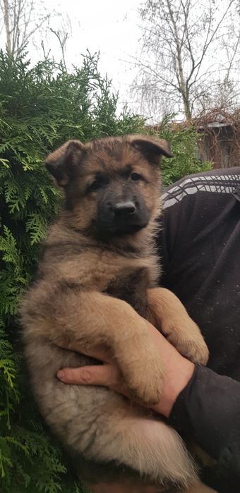 Owczarek niemiecki z rodowodem domowa hodowla