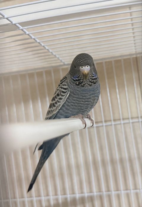 Tenho para ceder periquitos black face varias cores e ingeleses  de gr