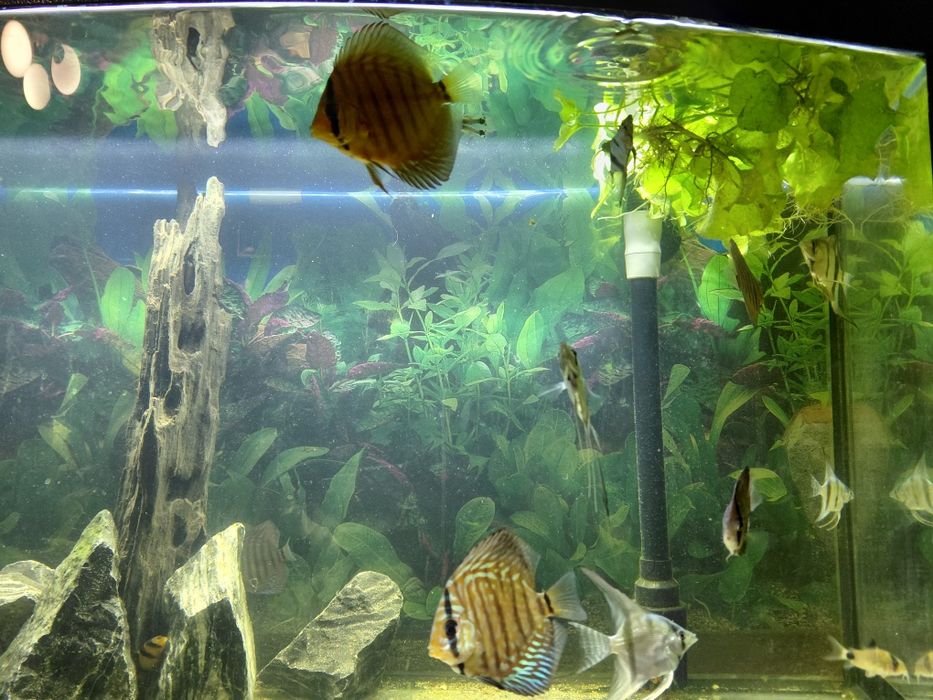 Sprzedam akwarium 112 .