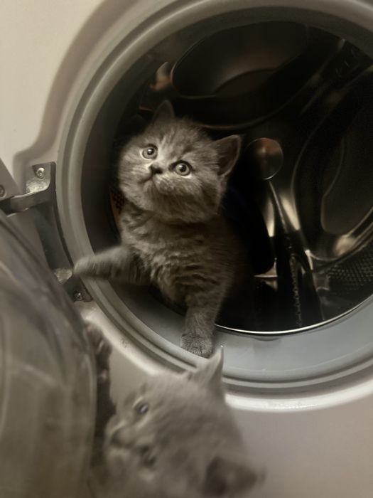 Шотландський висловухий кіт