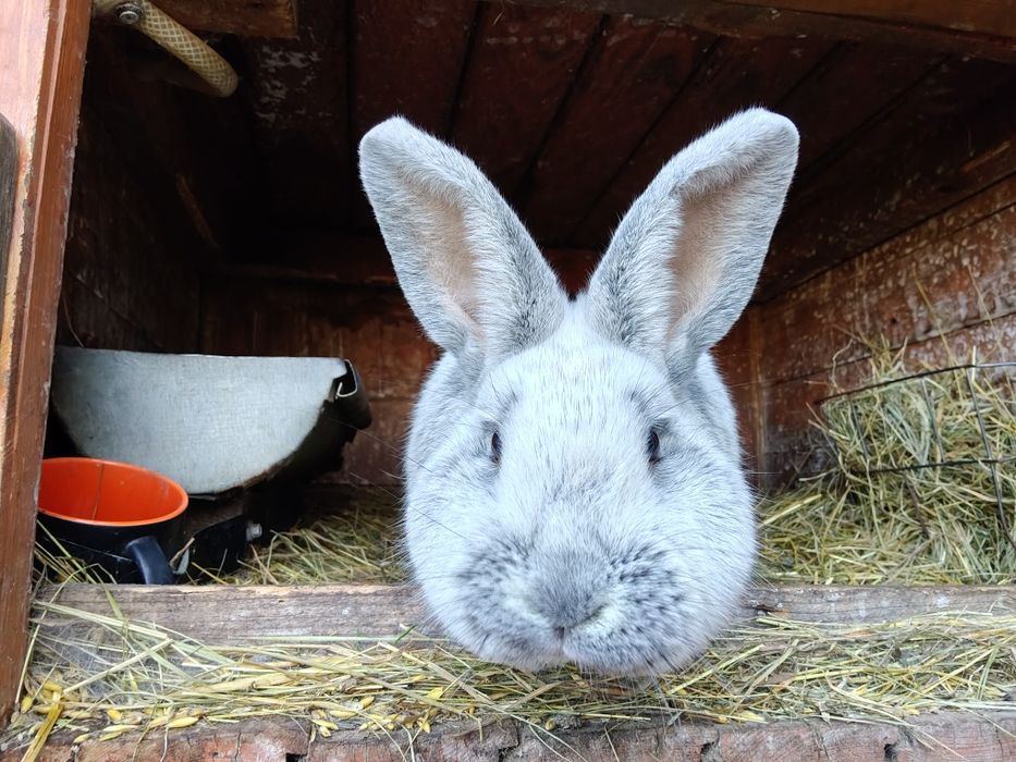 WJS olbrzym srebrzysty