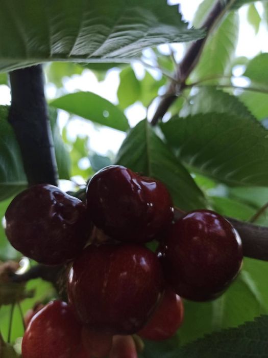 Caixas de cerejas deliciosas para entregas