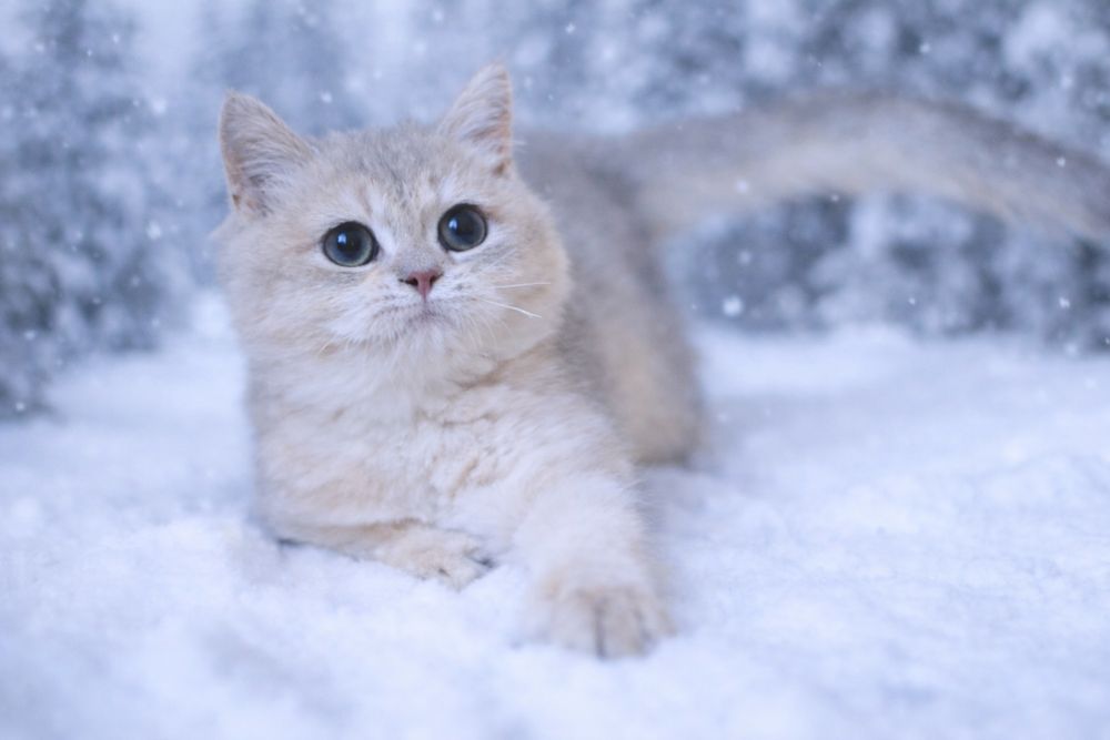 Британське кошеня з документами