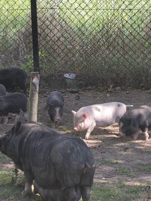 Swinie wietnamki na sprzedaż