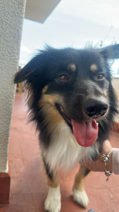 Pet sitting acessível cascais: estadias, visitas, passeios e pet táxi.