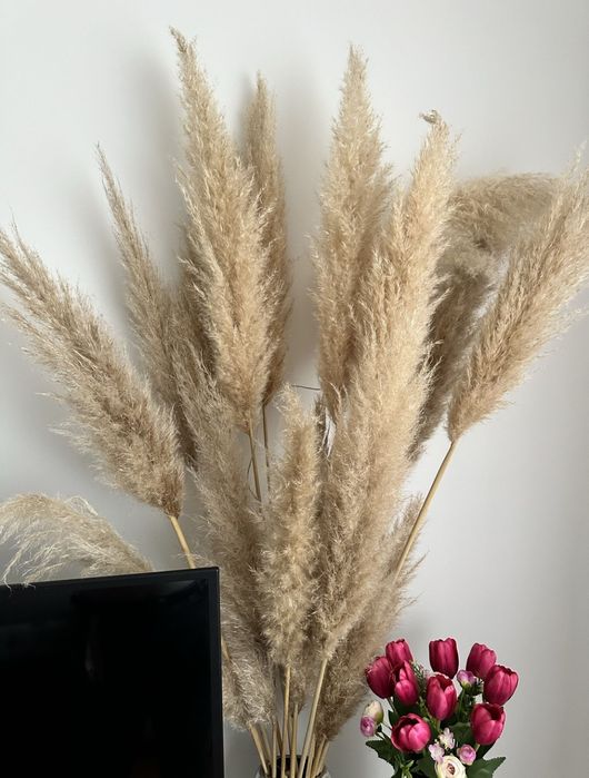 Piuropusze trawa pampasowa