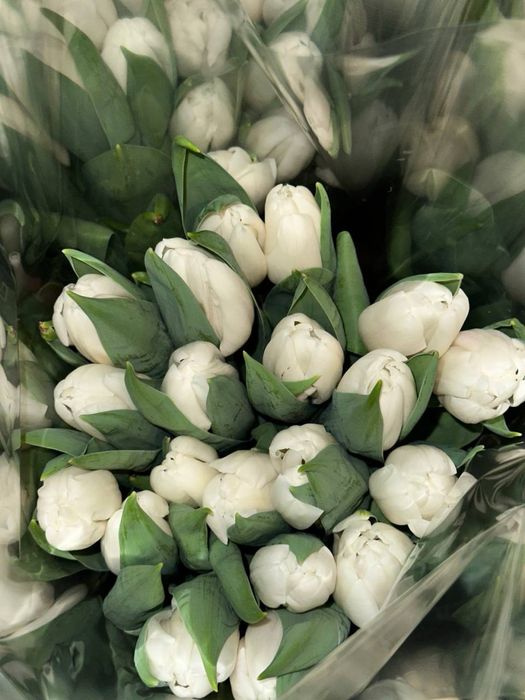 Тюльпани до 8 березня ОПТ