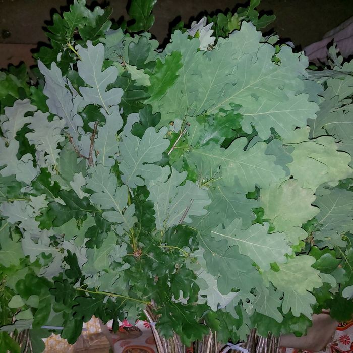 дубовый веник веник для бани