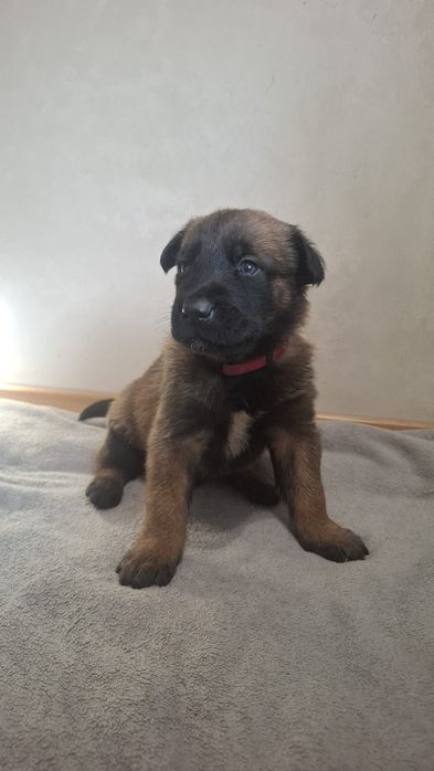 Owczarek belgijski Malinos