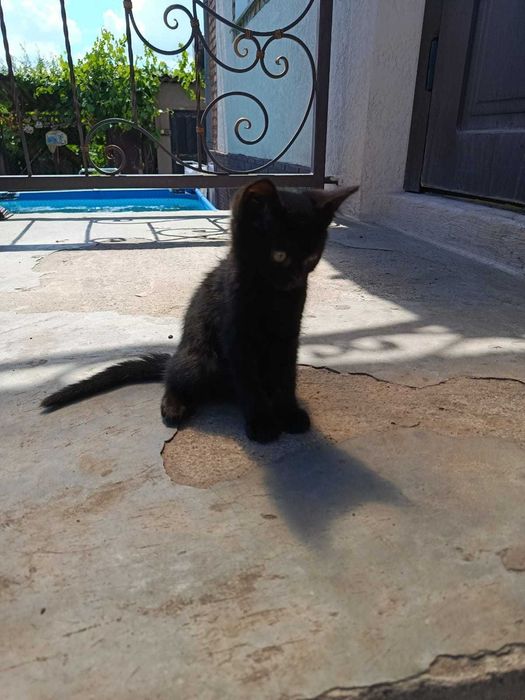 Котики Крисоловки!!
