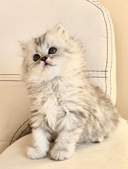 Британський котик.