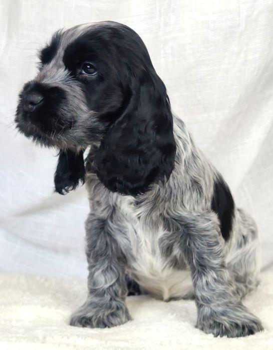 Cocker spaniel angielski Samiec blue roan
