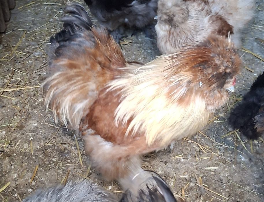 Sprzedam koguty silki