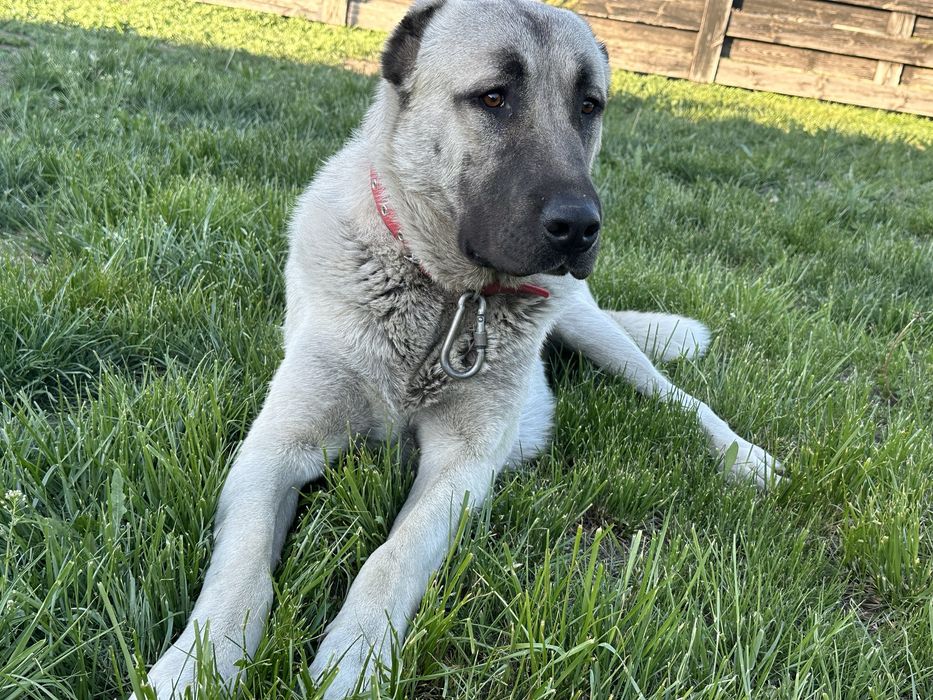 Вязка кобеля Кангала