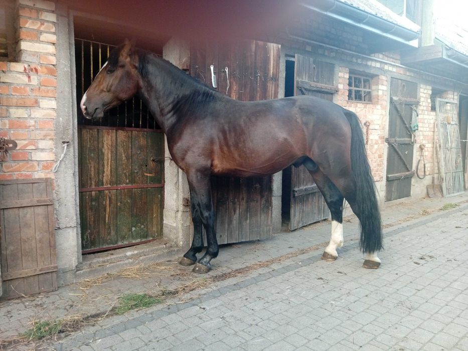 Ogierek śląski 4-letni, ciemnogniady