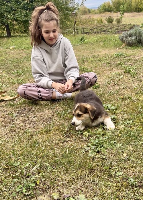 Цуценята коргі пемброк