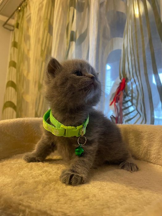 Kocurek brytyjski niebieski piękny zapraszam