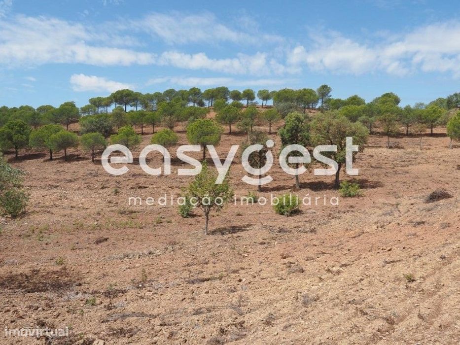 Terreno agrícola com pinheiros, oliveiras e sobreiros em Atalaias