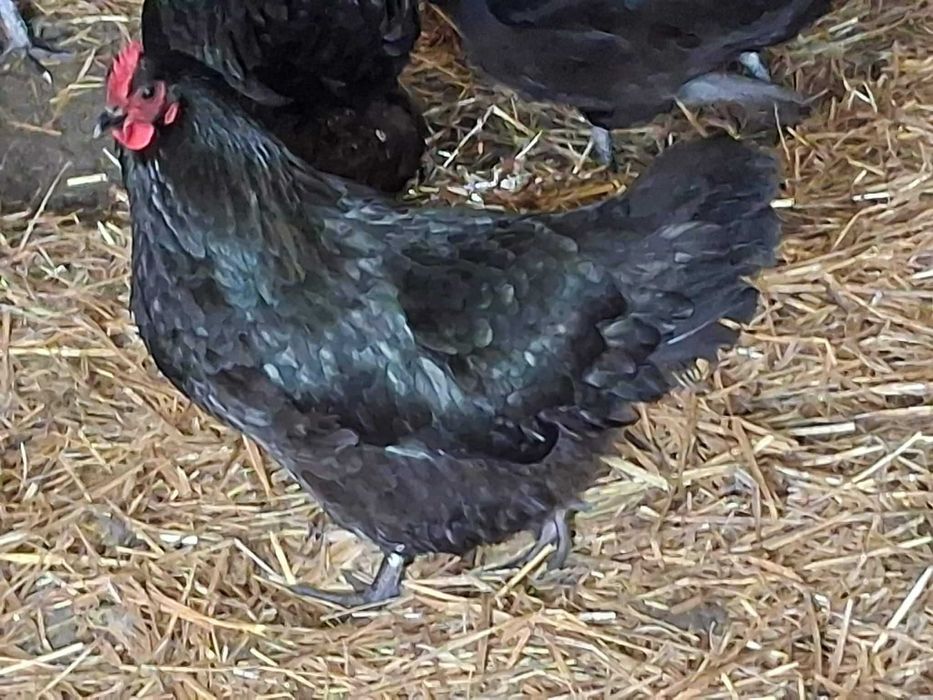 Jaja lęgowe kur australorp czarny