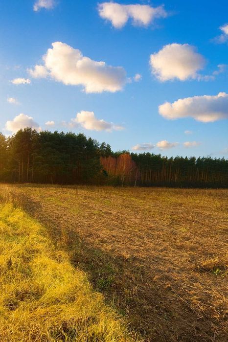 Działka rolno-leśna 1,92ha Ciotusza Stara cisza, natura, las