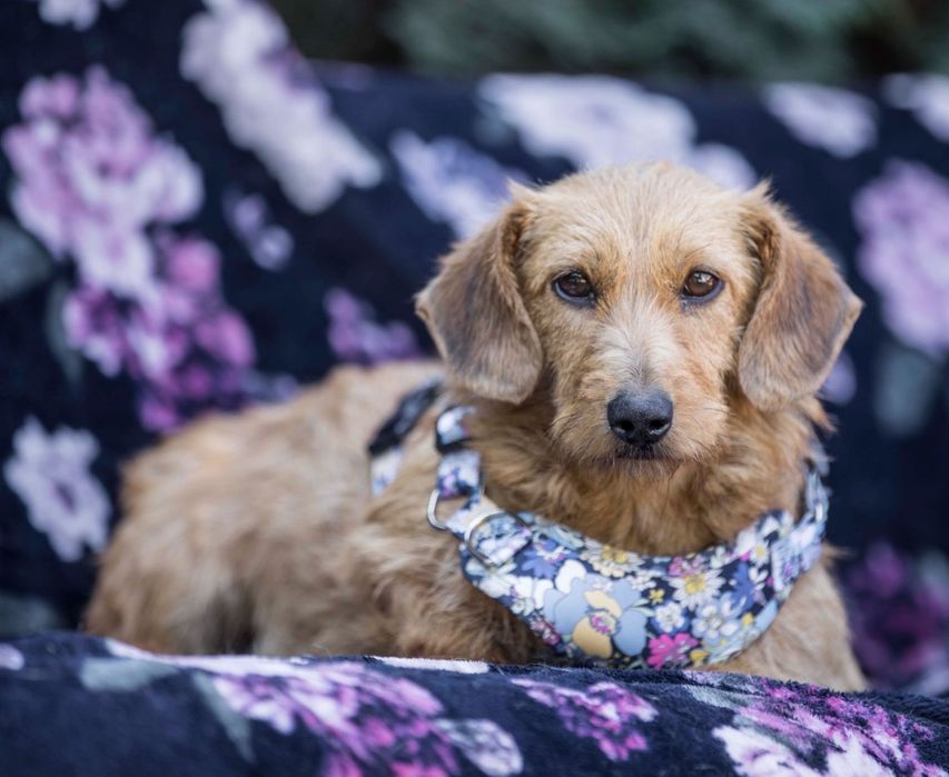 Kiwi piesek do adopcji  kochana sunia