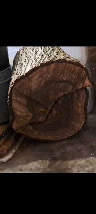 Plaster pnia orzecha włoskiego