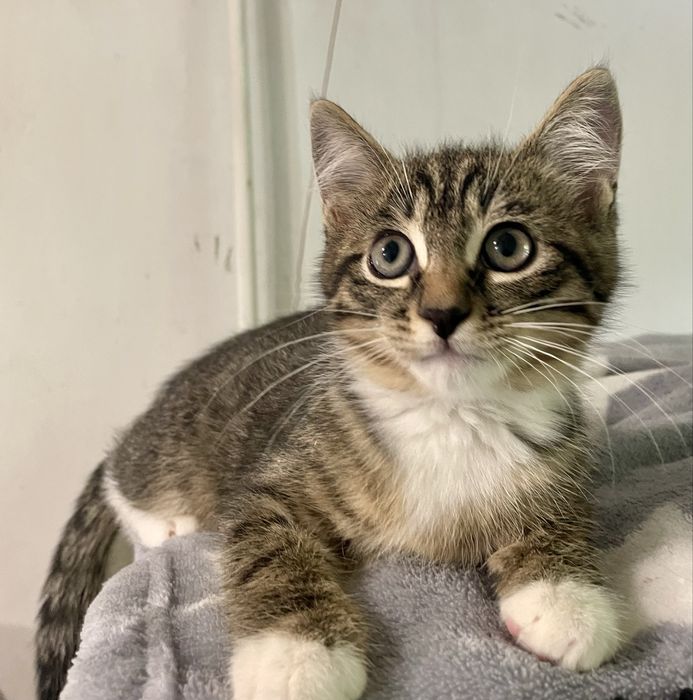 Котенок маленький мальчик полосатый с белыми носочками