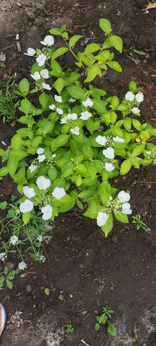 Гортензія ампельна"Runaway Bride" 4річ.