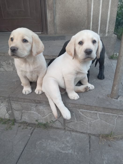 Цуценята чистокровні лабрадора