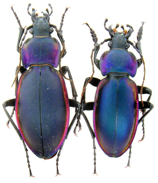 жужелиця фіолетова, коллекция насекомые комахи, жуки, ентомологія