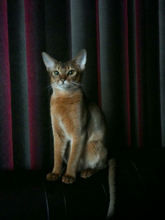 ВЯЗКА Абиссинский кот приглашает невест