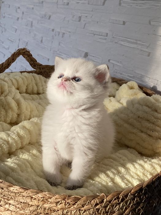 Золотая шиншилла