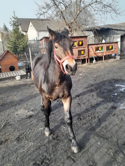 Koń zimnokrwisty sprzedaż