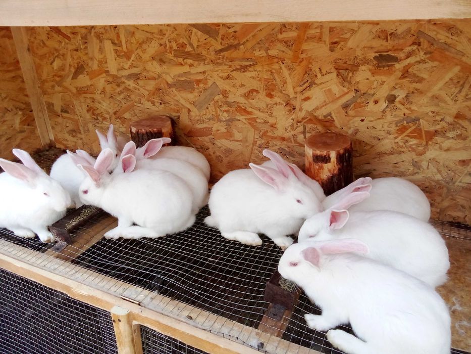 Кролики породи Хіколь самочки і самці