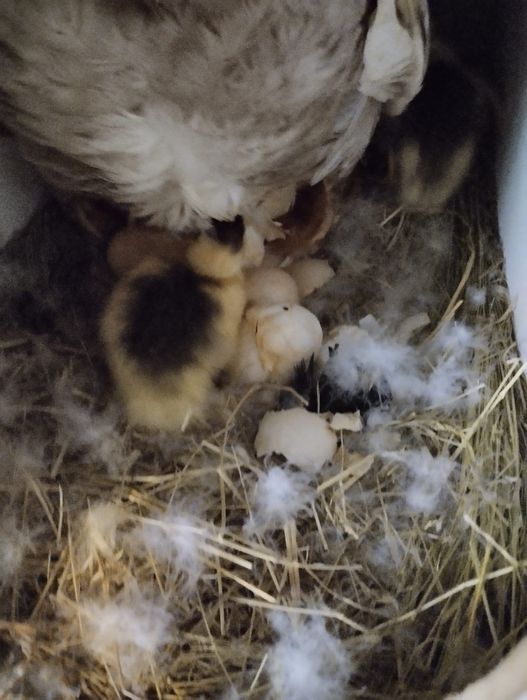 Aves criadas ao ar livre, a solta