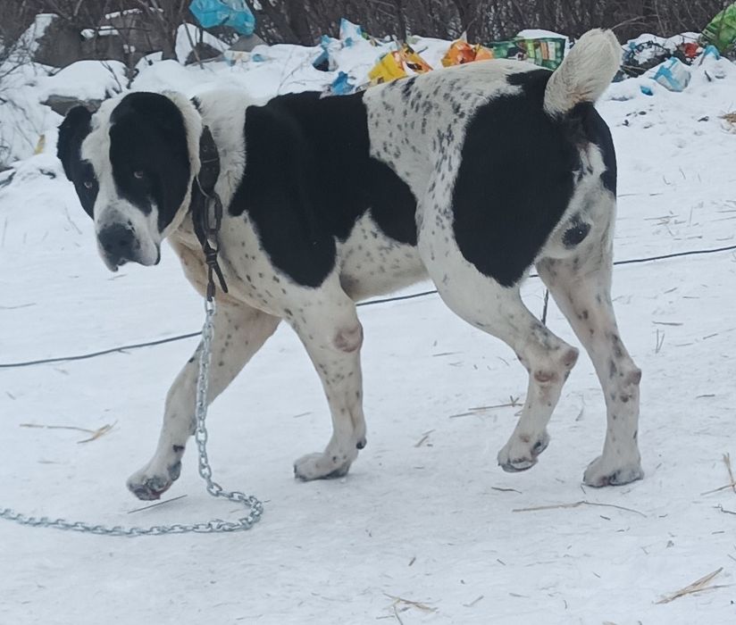 Продається кобель среднеазиатской овчарки