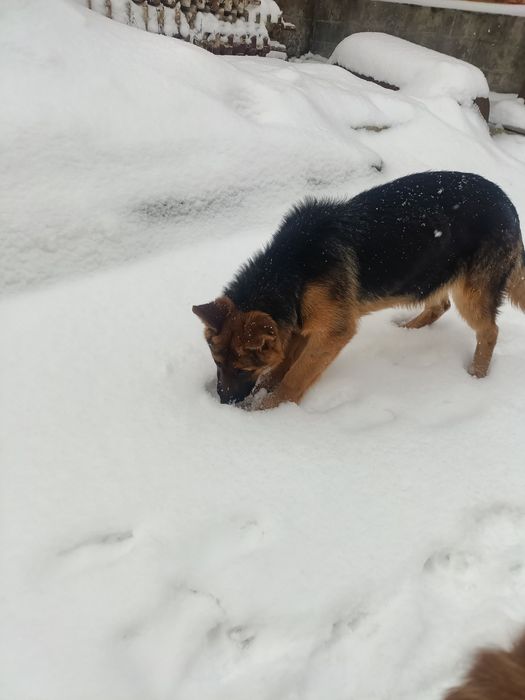 Продам дівчинку німецької вівчарки. Вік 5 місяців