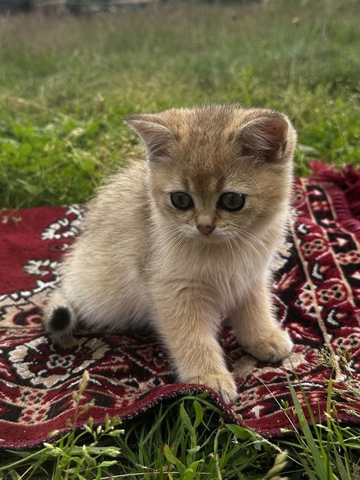 Золота шиншила шукає сімʼю