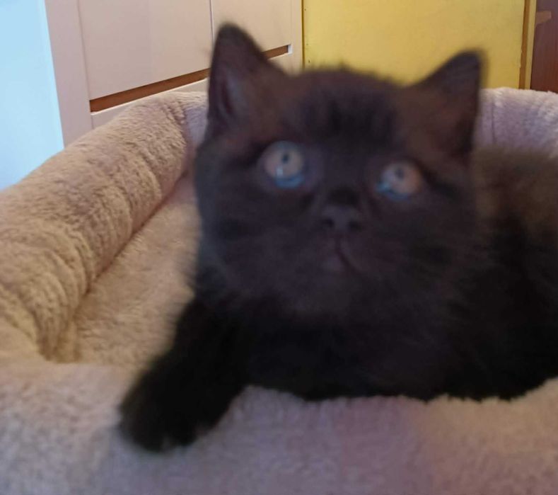 Koty kociaki kocięta Brytyjskie krótkowłose