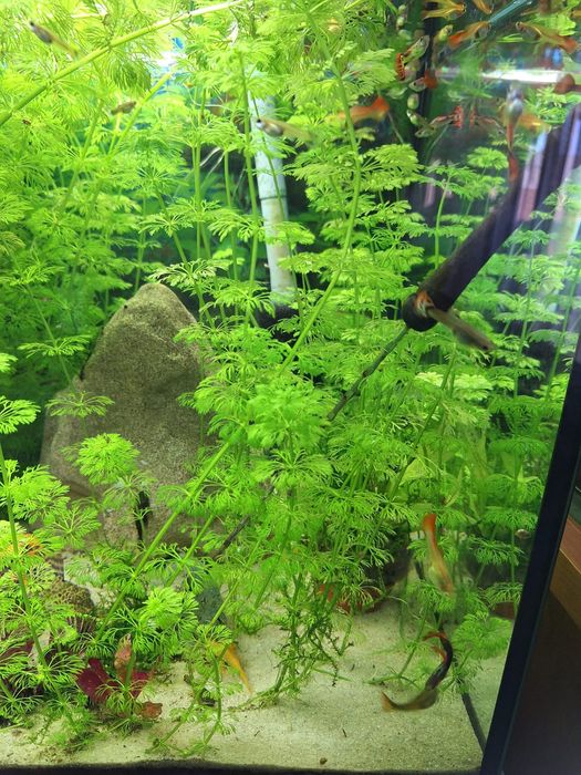 limnophila sessiliflora