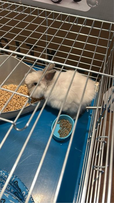 Królik miniaturowy Teddy