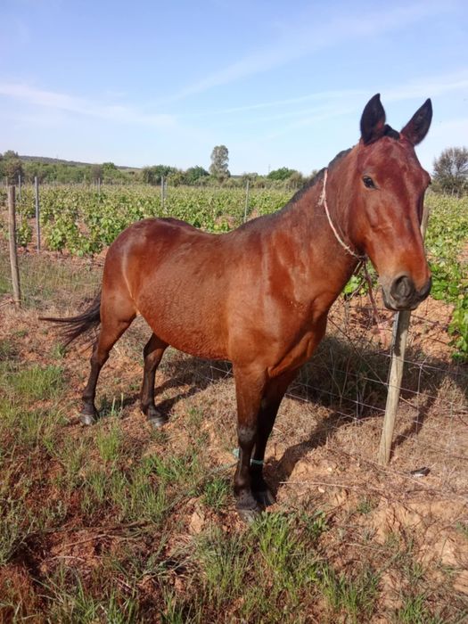 Para venda aceito troca