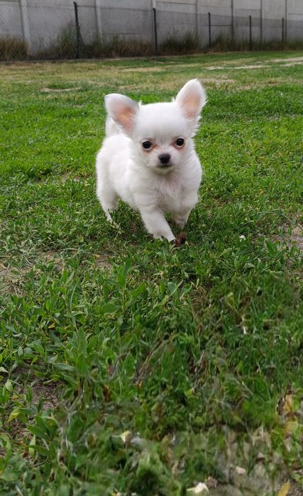 IZZY- piesek chihuahua długowłosy