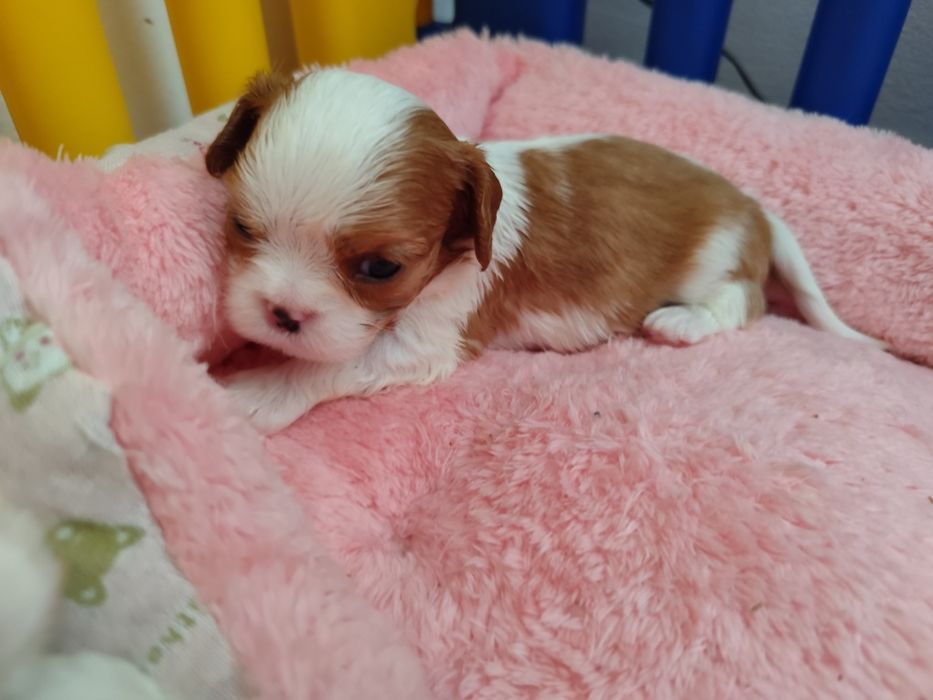 Cavalier King Charles Spaniel Menina