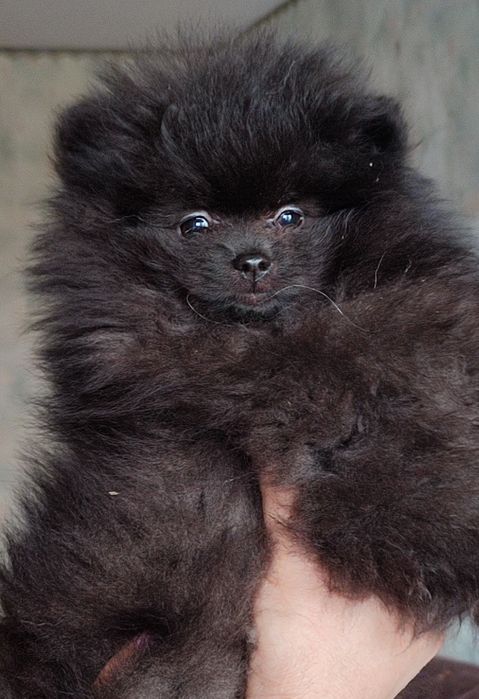 Продаю цуценя Шпіца (хлопчик)