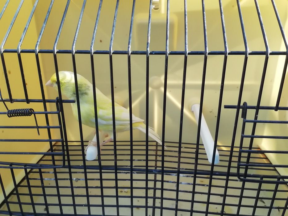 Canários várias ráças