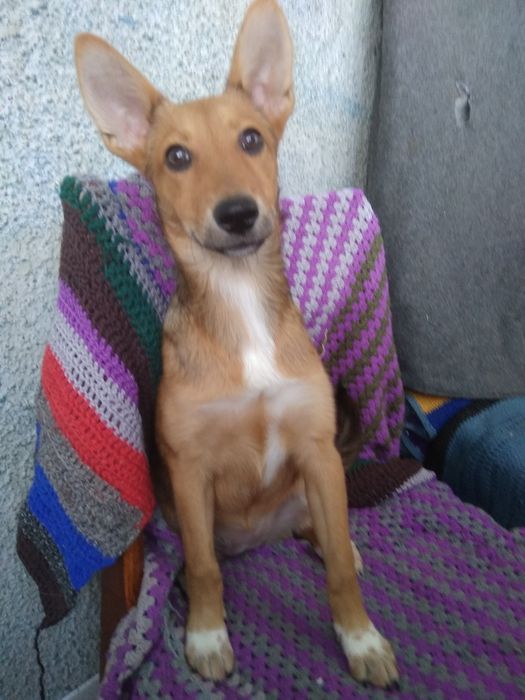 Щенок в добрые руки!