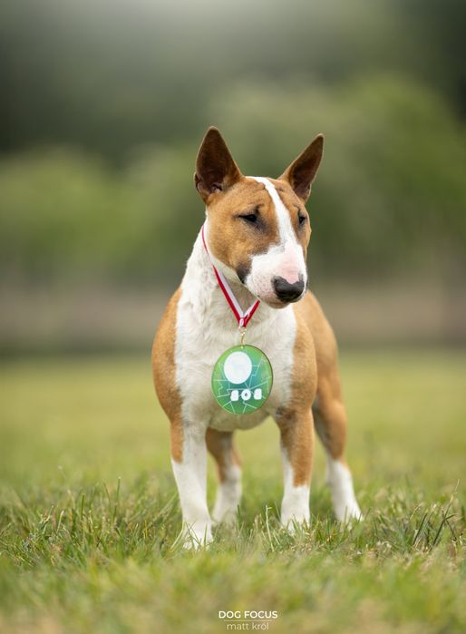 Bulterier miniaturowy ZKwP FCI