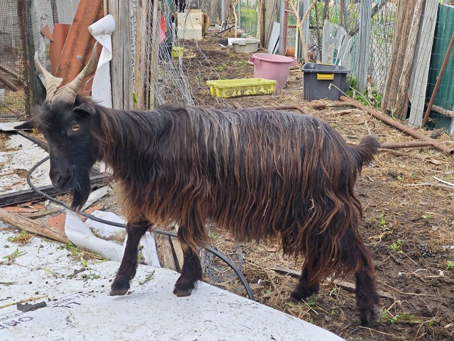 Ovelhas e cabras