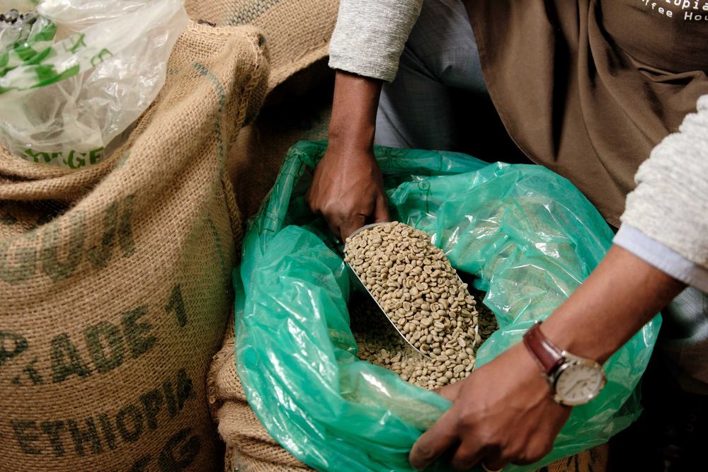 Zielona Kawa Robusta Hurtowo 500 kg | Surowiec do Palenia